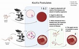 Koch’s Postulates and the Advent of Modern Medical Microbiology ...