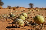 Sahara Desert Plant Life