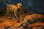 The Ghost and the Darkness - The Man-eating Lions of Tsavo - Chicago ...