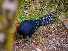 tower record: 巧遇珍稀美麗的台灣帝雉_Meet the Precious Mikado Pheasant (Syrmaticus ...