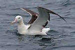 Southern royal albatross | New Zealand Birds Online
