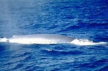 Blue whale - Wikipedia