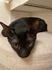 [認養] 活潑小黑貓 - PTT評價