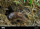 Shrew's nest hi-res stock photography and images - Alamy