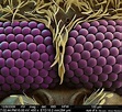25 Amazing Photos Of Everyday Objects Magnified Under A Microscope ...