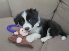 Border Collie Welpen Deutschland