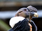 Der Condor Foto & Bild | tiere, zoo, wildpark & falknerei, vögel Bilder ...