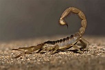 Top Tips On Looking After A Scorpion At Home ~ The Dias Family Adventures