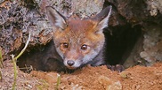 Fuchs im Bau – Medienarche