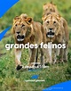 Top 69+ imagen animal planet en español leones - Abzlocal.mx