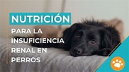 Nutrición para la Insuficiencia Renal en perros - Revista Petmi para ...