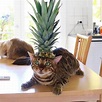 This kitty thinks his a pineapple | Cute animals, Animals, Pets