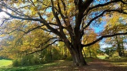 Alte Eiche im Herbstkleid Foto & Bild | wald, bäume, baum Bilder auf ...