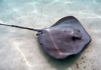 Stingray (sea rays) are stingrays dangerous to swim with?