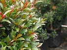 Eugenia myrtifolia. El arbusto multicolor - Plantesdecor