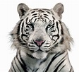 White Tiger PNG Image - PurePNG | Free transparent CC0 PNG Image Library