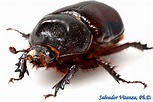 Coleoptera-Scarabaeidae-Strategus aloeus-Ox Beetles FEMALE (C) - Urban ...