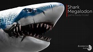 Megalodon Shark Model. Game-Ready Animated Ocean Predator. Low poly ...