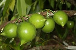 Cuidados del Cipote o Casimiroa edulis | Jardineria On