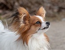 Papillon Haircuts: Photos of Haircut Styles Plus Tips for Bathing