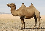 ¿Sabias que?... El Camello y Dromedario - SayrNatural