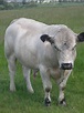 British White Bull by TR Komander Fluffy Cows, Got Milk?, Cattle, Bull ...