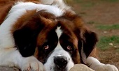 Foto de Beethoven 5. El perro buscatesoros - Foto 2 sobre 2 - SensaCine.com