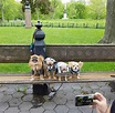 dogs-in-central-park | Top Dog Tours