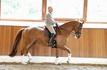 Klaus Balkenhol - The pioneer of classical dressage - Equilife World