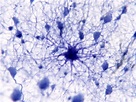 Protoplasmic astrocyte, illustration - Stock Image - F032/1386 ...