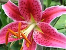 File:Lilium orientalis.jpg - Wikipedia