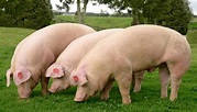 4 Razas De Cerdos Mas Resaltantes En La Producción Porcina!