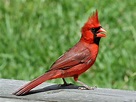 File:Northern Cardinal male RWD2.jpg - Wikimedia Commons