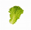 Fresh green lettuce leaf isolated 22453251 PNG
