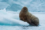 Atlantic Walrus: Species Facts, Info & More | WWF.CA
