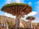 La misteriosa isla de Socotra - qvo