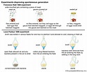 Spontaneous generation | Examples & Experiments | Britannica