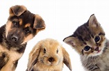 Puppy and kitten and rabbit - Harwood Veterinary Hospital