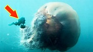 LION'S MANE JELLYFISH: The Biggest Jellyfish In The World - YouTube