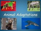 Let’s Learn How Animals Adapt in Natural Environments! – Selsdon Year 6