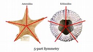 Simetria Radial E Bilateral - AskSchool