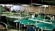Fish Hatchery Management - Fish Choices