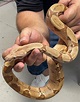 Salmon Hypo Aby Cherry Boa Constrictor by Platinum Exotic Reptiles ...