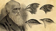 How Charles Darwin Developed the Theory of Evolution | Britannica