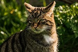 🙀 10 Tipos de Gatos Salvajes » Animales Salvajes