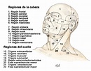 Partes De La Cabeza Humana - armes