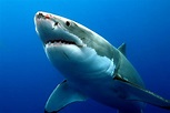 Tubarão branco - iGUi Ecologia