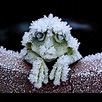 frozen frog - Google Search | Cool pets, Unusual animals, Happy animals