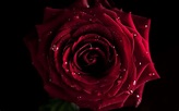 Dark Red Roses Wallpapers - Top Free Dark Red Roses Backgrounds ...