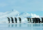 [Película] La marcha de los pingüinos
